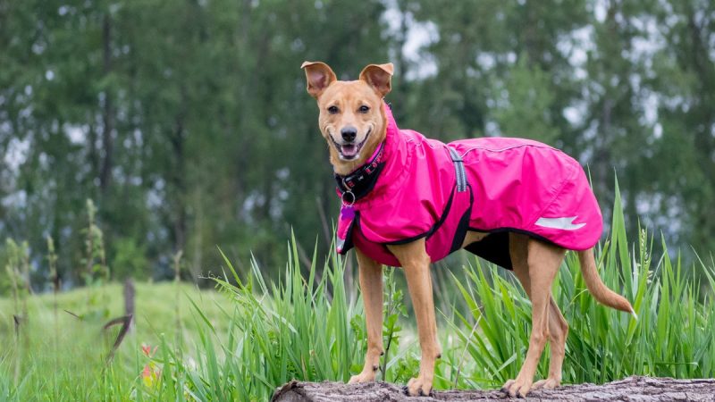 The Significance Of Dog Rain Suit