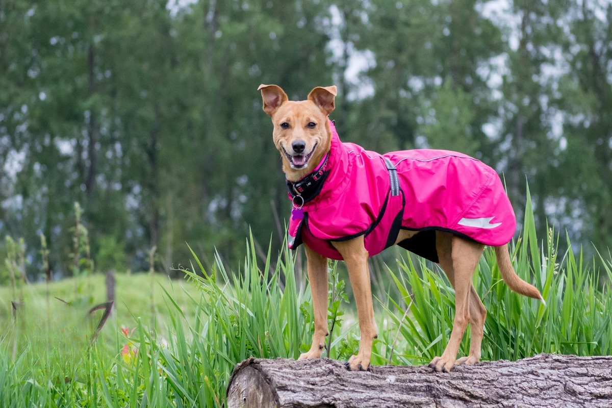 The Significance Of Dog Rain Suit